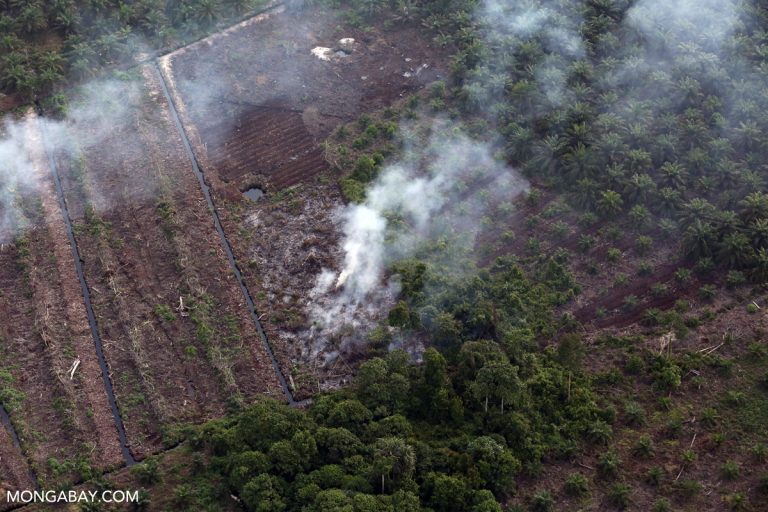 As fires ravaged Indonesia in 2023, some positive trends emerged, data show