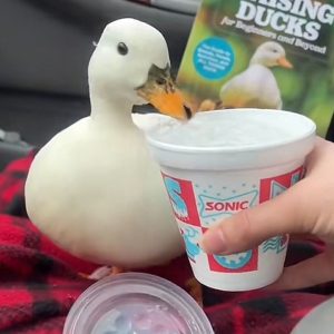 Munchkin, the TikTok Duck Who Loved Iced Water, Dies After Vet Visit