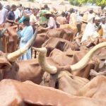 Miyetti Allah concerned over Abia, Enugu, cattle market demolition