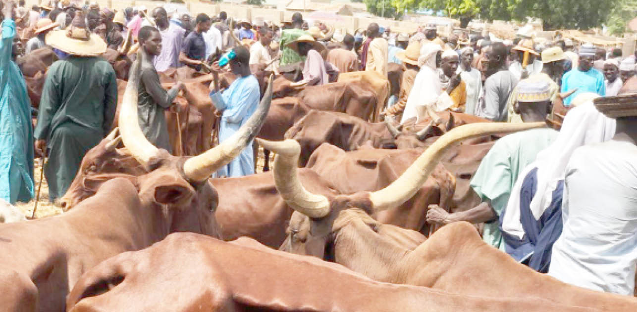 Miyetti Allah concerned over Abia, Enugu, cattle market demolition