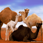 Take a Look at Stunning Shots for Color Gradients of Saudi Camels