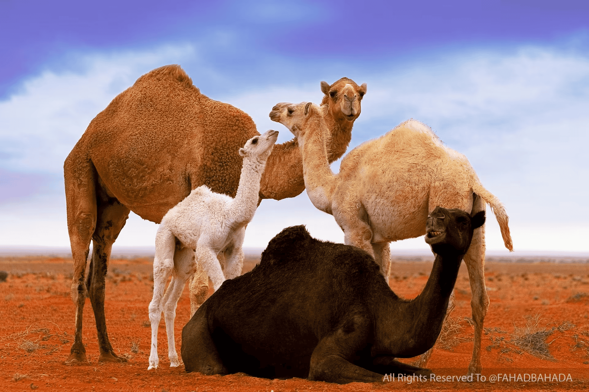 Take a Look at Stunning Shots for Color Gradients of Saudi Camels