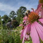 Move over, honeybees—America’s 4,000 native bees need a day in the sun