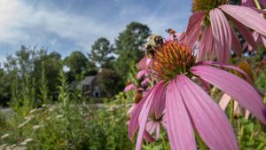 Move over, honeybees—America’s 4,000 native bees need a day in the sun