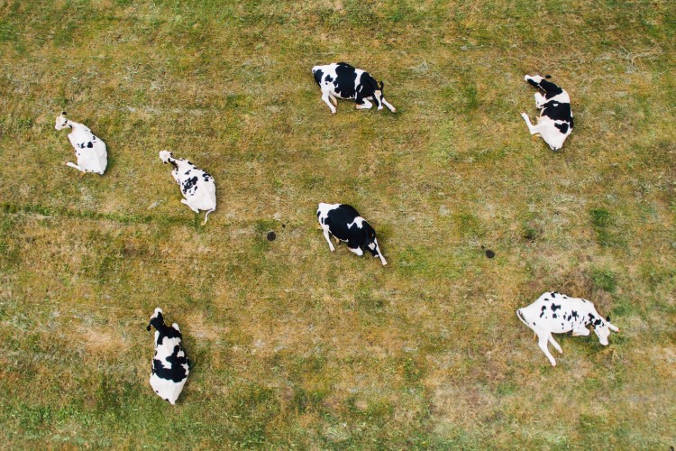 Bird flu in cows ‘remarkably unremarkable’ as experts call for calmness