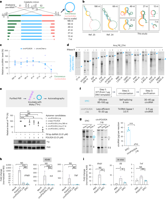 Therapeutic application of circular RNA aptamers in a mouse model of psoriasis