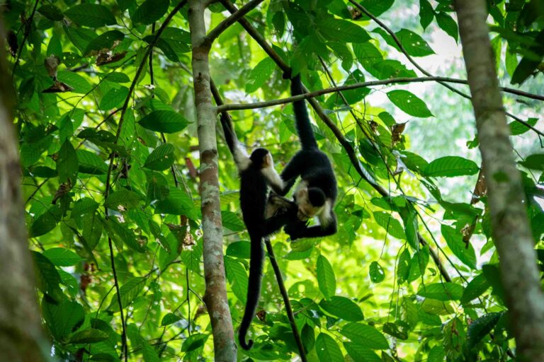 Huge deforested areas in the tropics could regenerate naturally, study finds