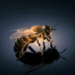 Scientists Create World’s First Cyborg Bee with Ultra-Light Brain Controller