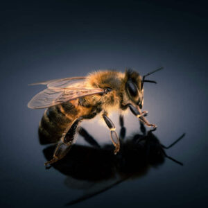 Scientists Create World’s First Cyborg Bee with Ultra-Light Brain Controller