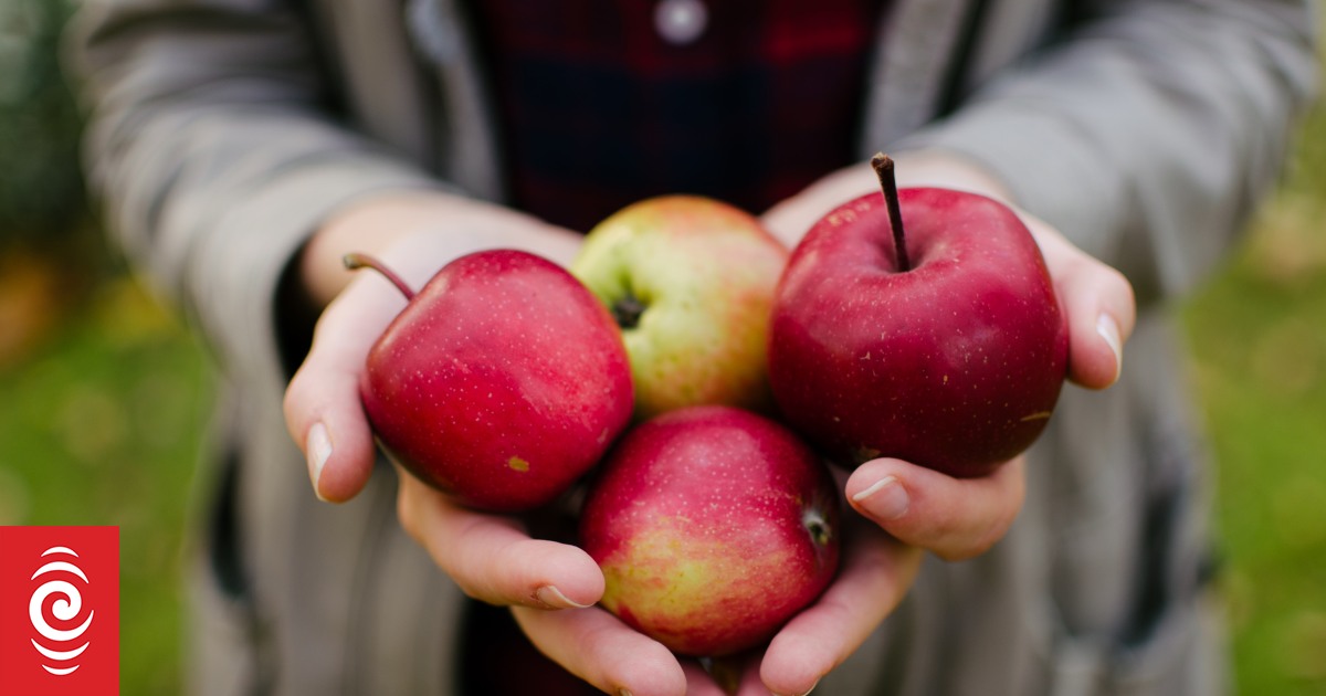 NZ-designed apples miss trick by omitting FernMark branding in Canada