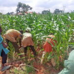 With good seeds, Nigeria can avoid food shortage — AATF