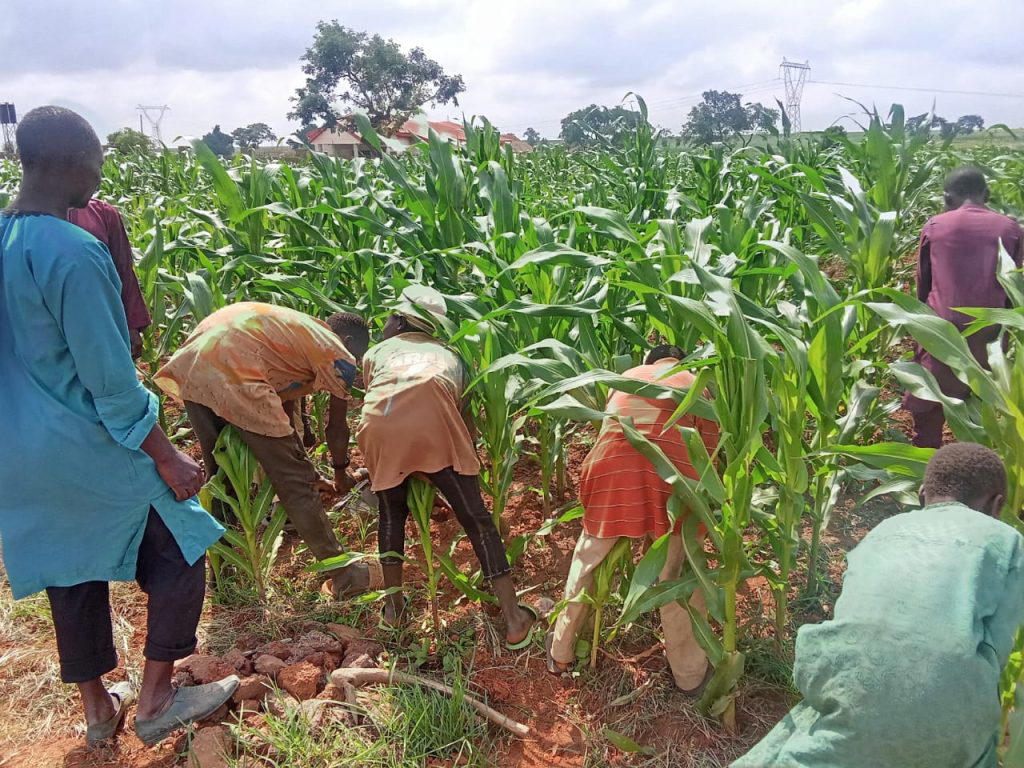 With good seeds, Nigeria can avoid food shortage — AATF