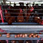 Brazil hopes China, other countries may loosen trade bans over bird flu