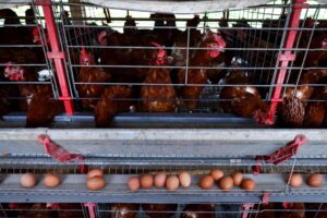 Brazil hopes China, other countries may loosen trade bans over bird flu
