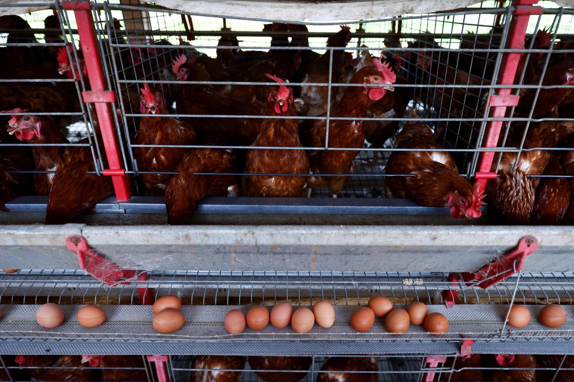 Brazil hopes China, other countries may loosen trade bans over bird flu