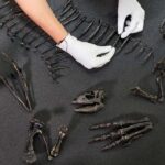 Paleontologists Unearth New Species of “Mystery” Dinosaur