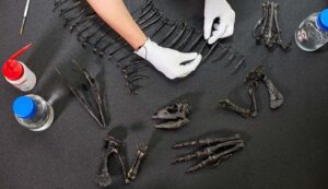 Paleontologists Unearth New Species of “Mystery” Dinosaur