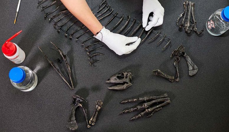 Paleontologists Unearth New Species of “Mystery” Dinosaur