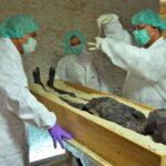 How ‘Pharaoh’s curse’ may help fight CANCER after leukaemia-battling chemical found in fungus linked to King Tut deaths