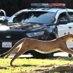 How changes in California culture have influenced the evolution of wild animals in Los Angeles