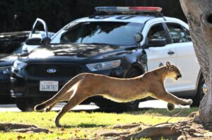 How changes in California culture have influenced the evolution of wild animals in Los Angeles