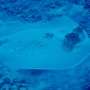 New stingray species found at Fiji fish market