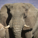 Peter Knights changed Asia’s appetite for ivory. Can he do the same for Africa?
