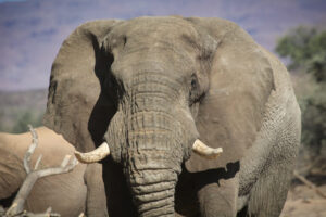 Peter Knights changed Asia’s appetite for ivory. Can he do the same for Africa?