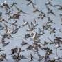 Dairy cattle H5N1 virus remains adapted to birds, with little sign of human spread