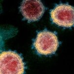 Zombie blood vessel cells may drive long-COVID and chronic fatigue