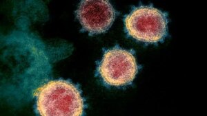 Zombie blood vessel cells may drive long-COVID and chronic fatigue