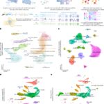 Combined single-cell profiling of chromatin–transcriptome and splicing across brain cell types, regions and disease state