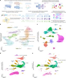 Combined single-cell profiling of chromatin–transcriptome and splicing across brain cell types, regions and disease state