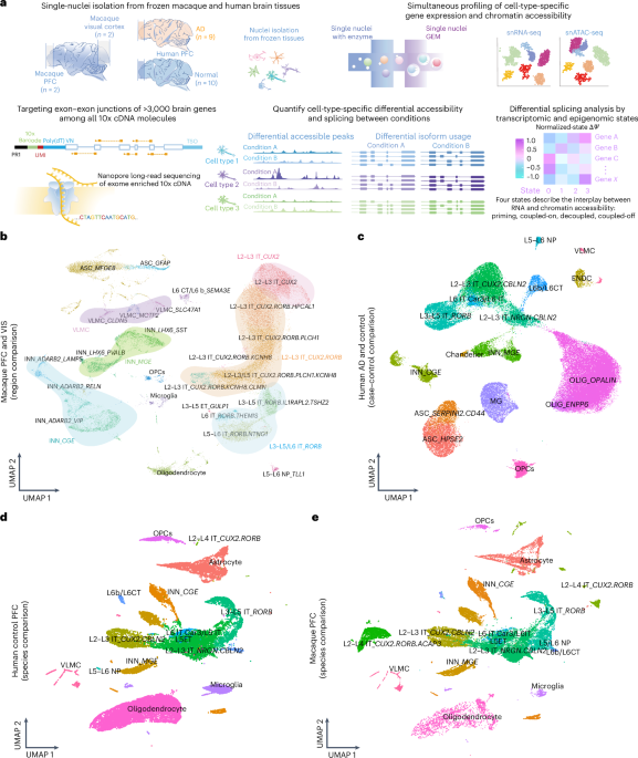 Combined single-cell profiling of chromatin–transcriptome and splicing across brain cell types, regions and disease state