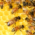 South African honey: A medicinal marvel under threat