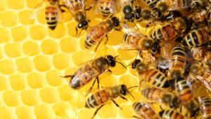 South African honey: A medicinal marvel under threat