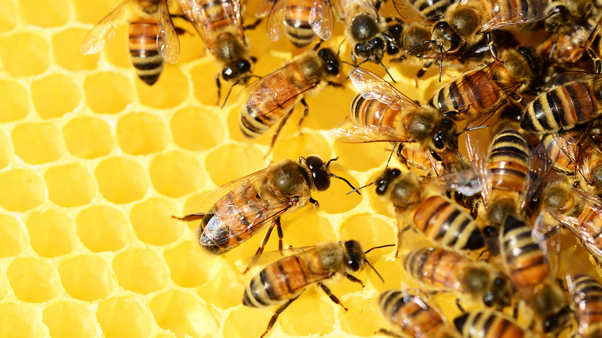 South African honey: A medicinal marvel under threat