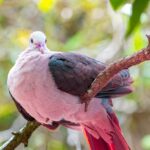 Gene editing technology could be used to save species on the brink of extinction