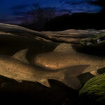 Africa’s freshwater fish crisis: 26% of species threatened with extinction