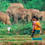 Bangladesh plans new reserve for trapped elephants