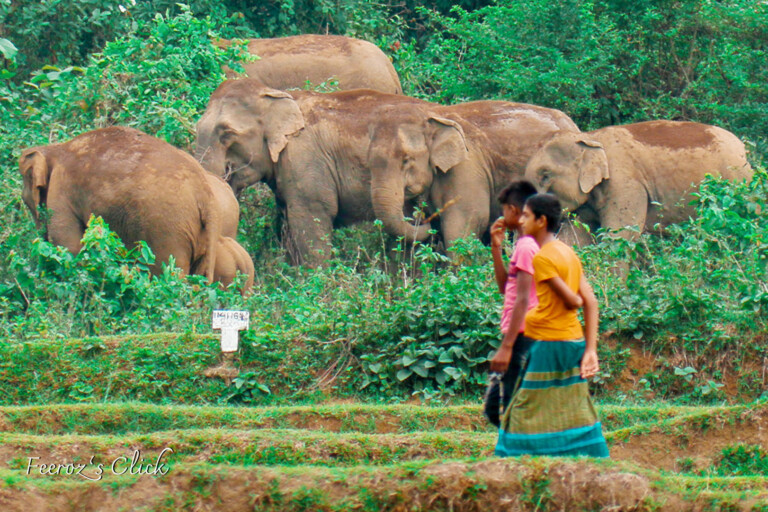 Bangladesh plans new reserve for trapped elephants
