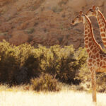 LETTER TO THE EDITOR: Tackling a tall story — a myopic focus on trophy hunting harms real giraffe conservation