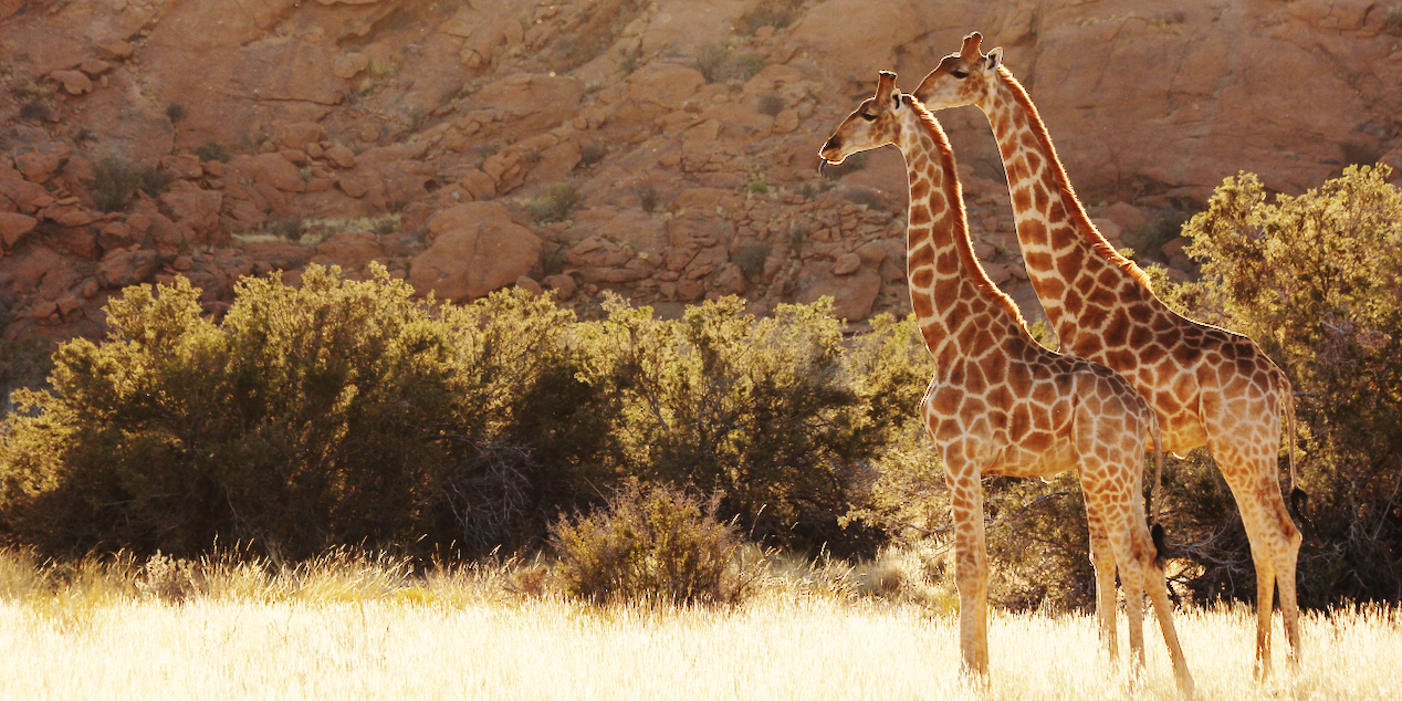 LETTER TO THE EDITOR: Tackling a tall story — a myopic focus on trophy hunting harms real giraffe conservation