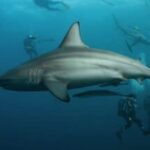 Seas4Life Ocean Safaris Unveils Partnership With Shark Research Unit-South Africa