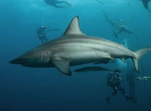 Seas4Life Ocean Safaris Unveils Partnership With Shark Research Unit-South Africa
