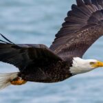 Bald eagle’s new status as the official U.S. bird brings pride and hope to many Native Americans