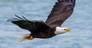 Bald eagle’s new status as the official U.S. bird brings pride and hope to many Native Americans