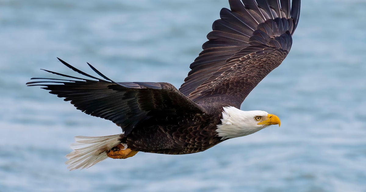 Bald eagle’s new status as the official U.S. bird brings pride and hope to many Native Americans