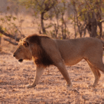 From protection to control: Van Beeman and Kaplin discuss conservation in Africa