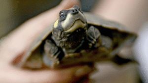 World’s largest known turtle nesting site found in the Amazon